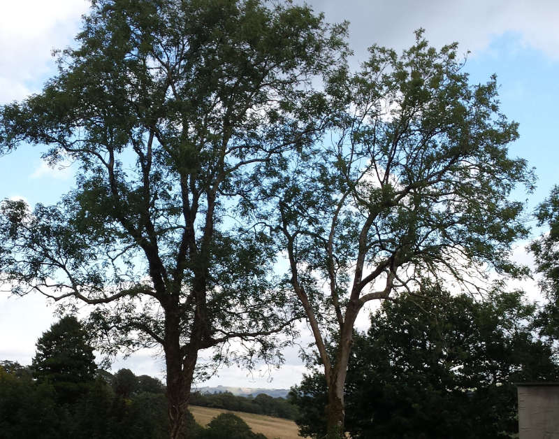 Ash Dieback Tree surgery services Ceredigion